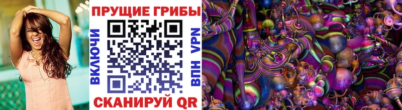Галлюциногенные грибы Psilocybine cubensis где продают Камышин